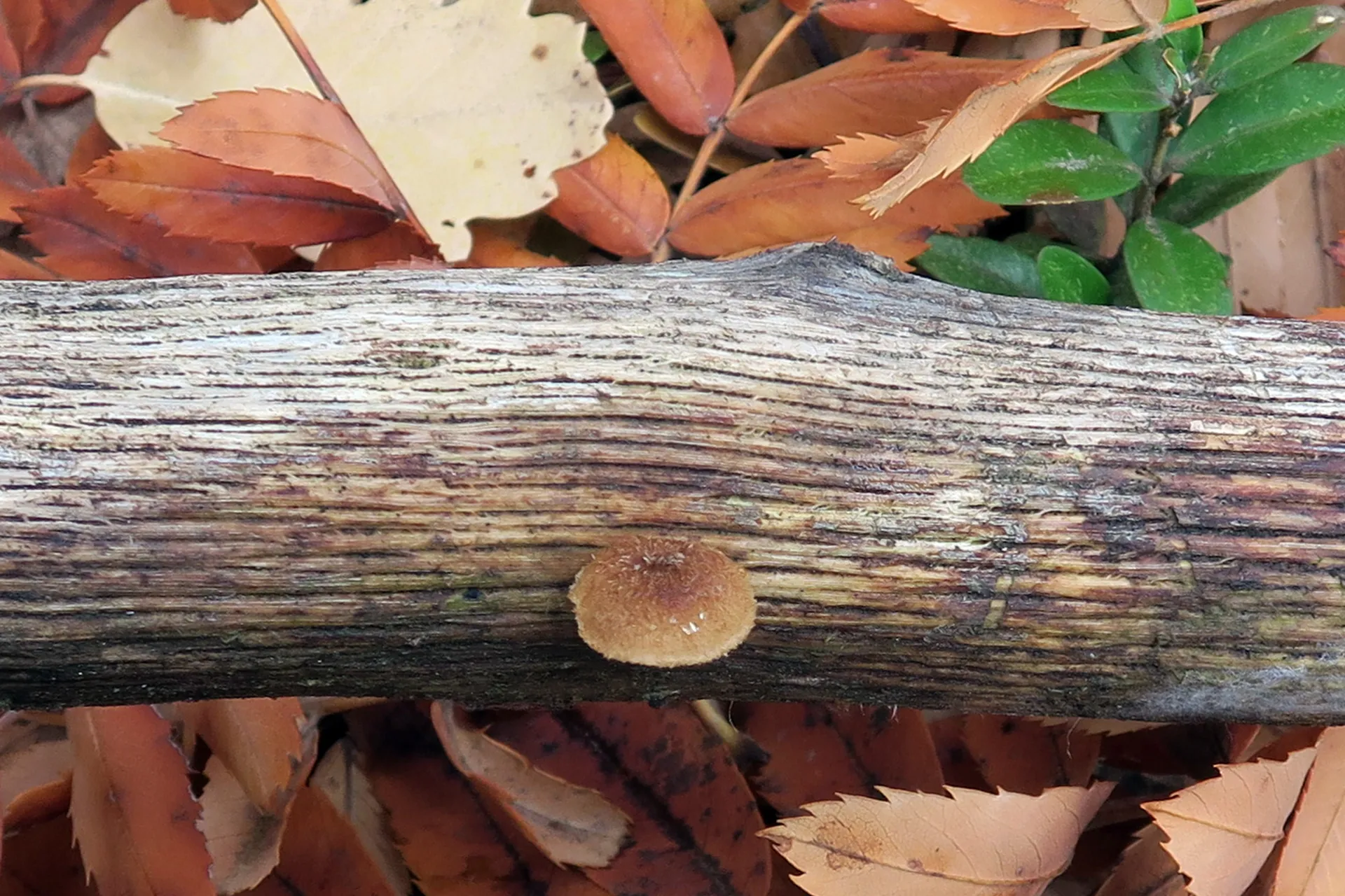 Phaeomarasmius erinaceus - 1
